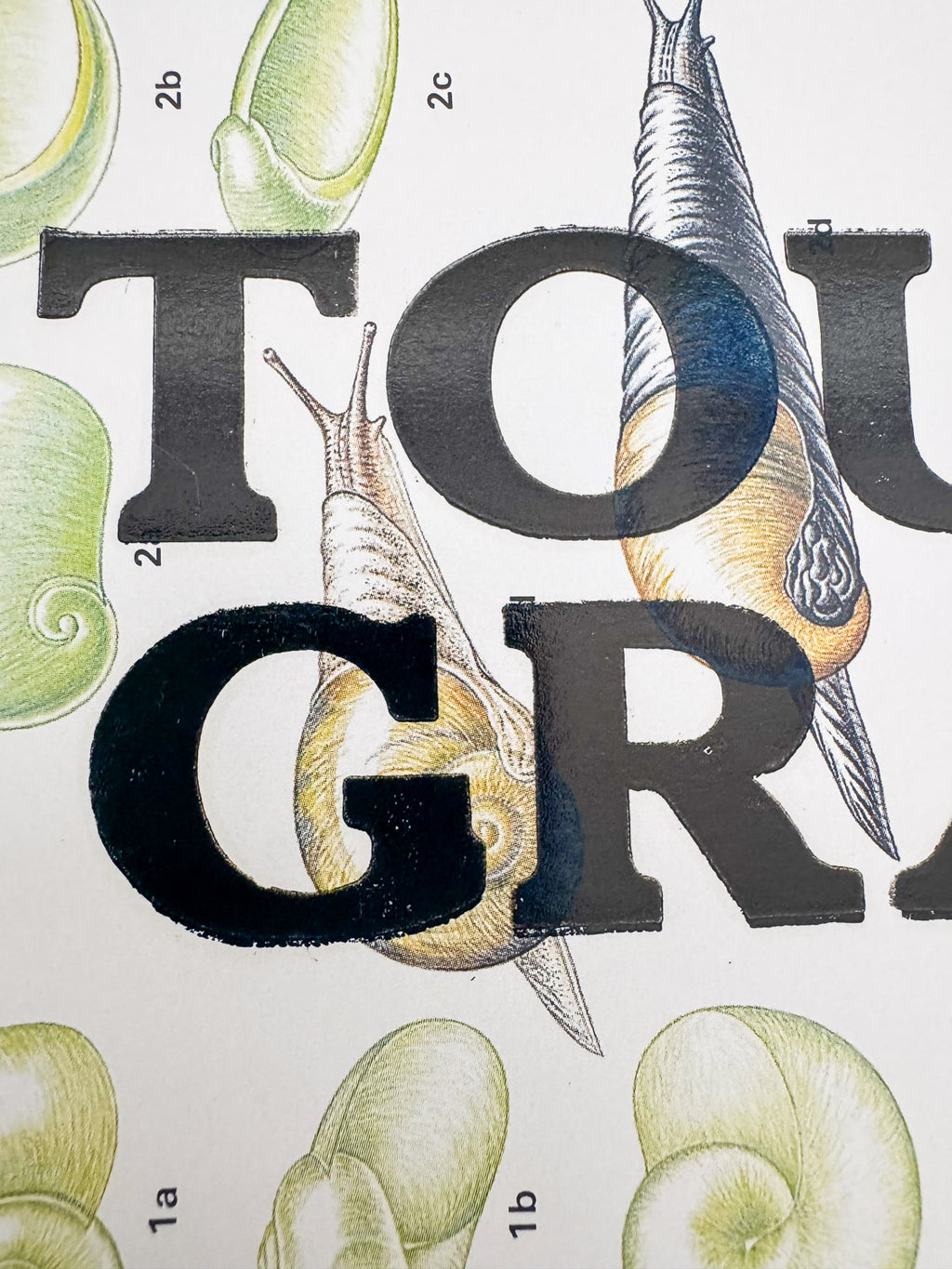 Touch Grass | Snail Collection