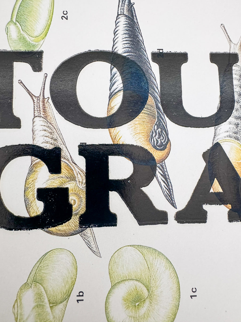 Touch Grass | Snail Collection