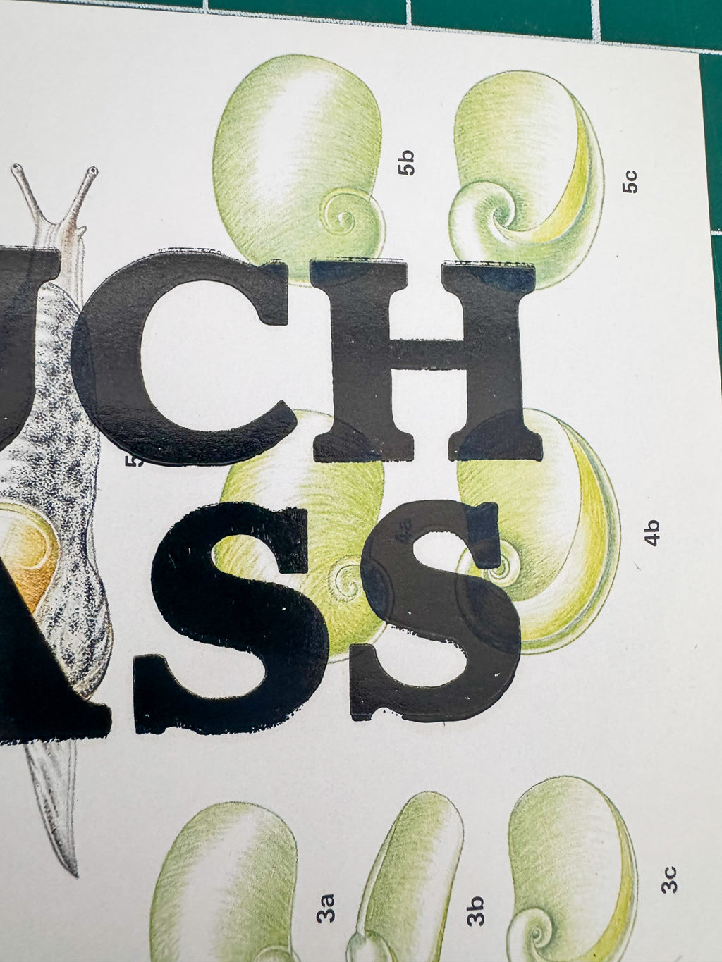 Touch Grass | Snail Collection